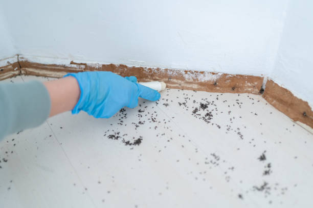 Best Termite Inspection and Treatment  in Valatie, NY